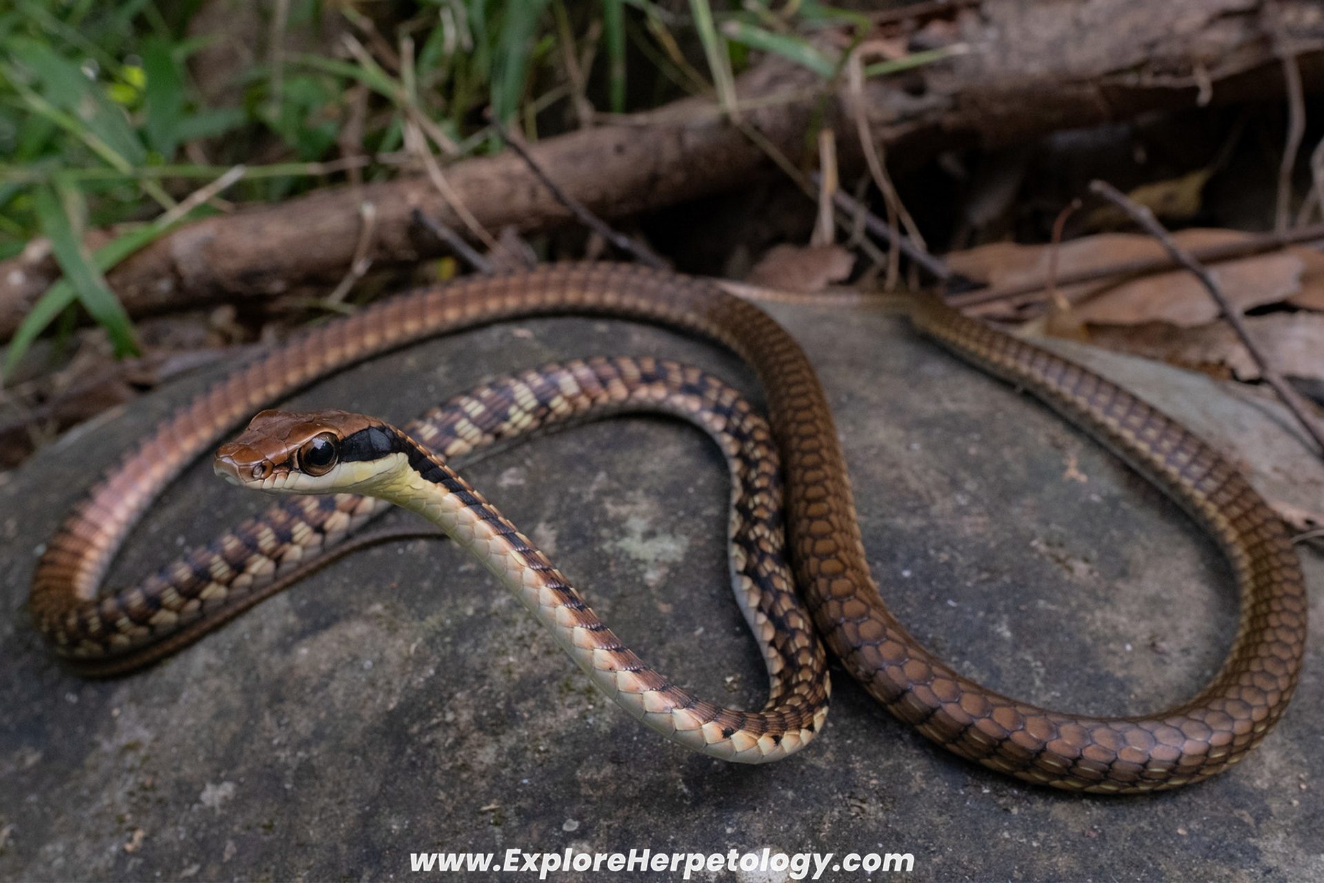 Nganson bronzeback (Dendrelaphis ngansonensis).