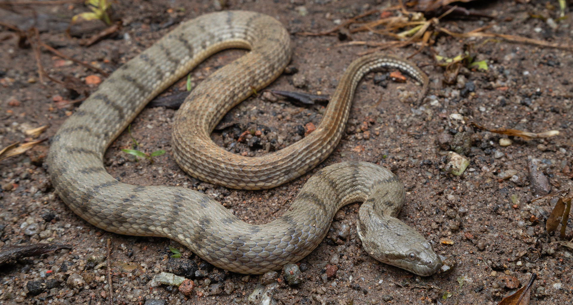 Dog-faced water snake (Cerberus schneiderii).