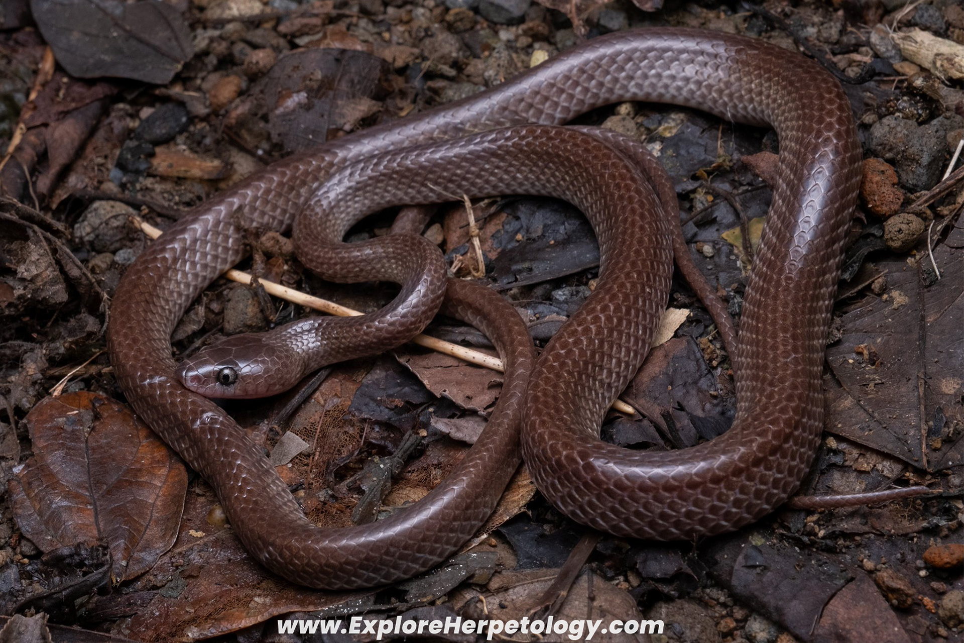 Batanes wolf snake (Lycodon alcalai).