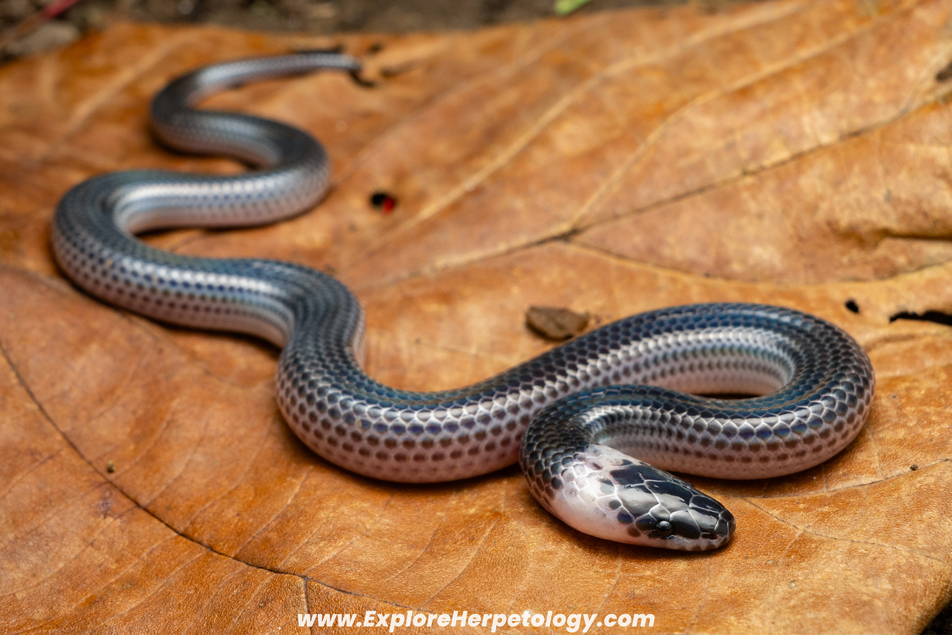 Sunbeam snake (Xenopeltis unicolor).