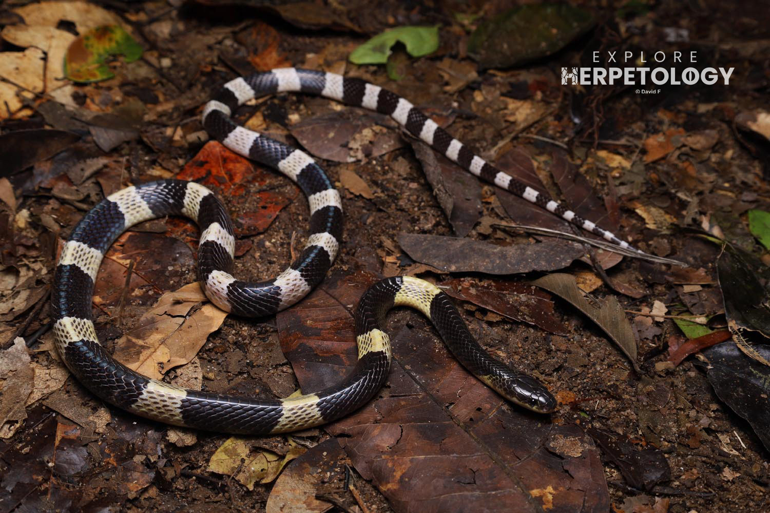 Malayan krait (Bungarus candidus agg.)