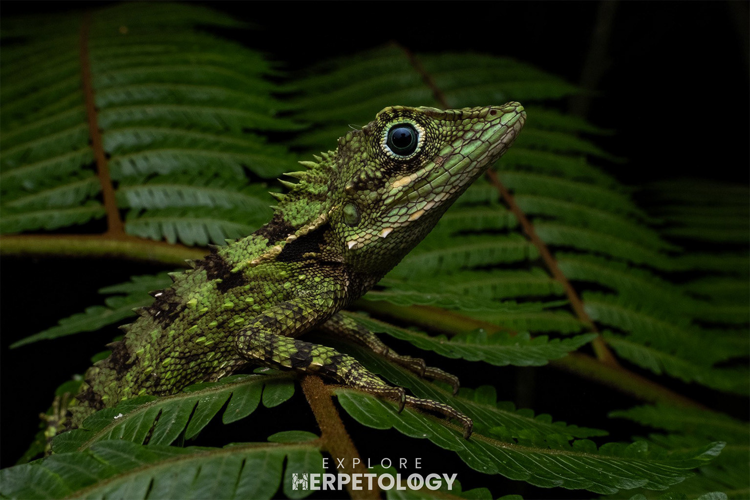 Schneider's mountain agama (Dendragama schneideri)