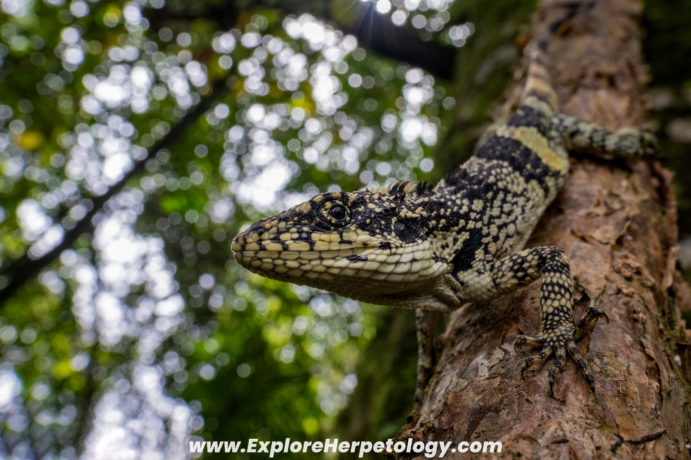 Khakhien hills false-bloodsucker (Pseudocalotes khakienensis).