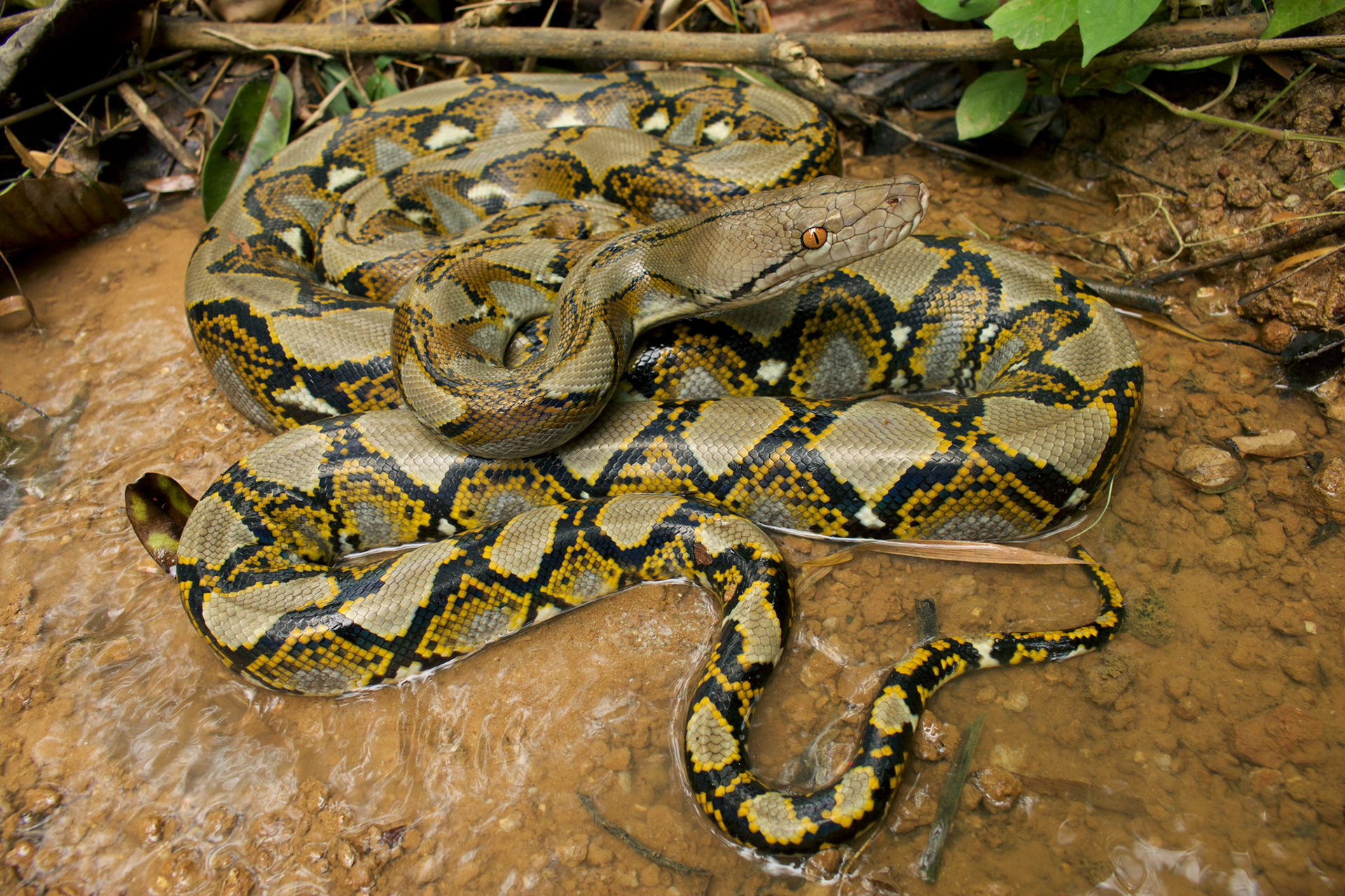Reticulated python (Malayopython reticulatus)