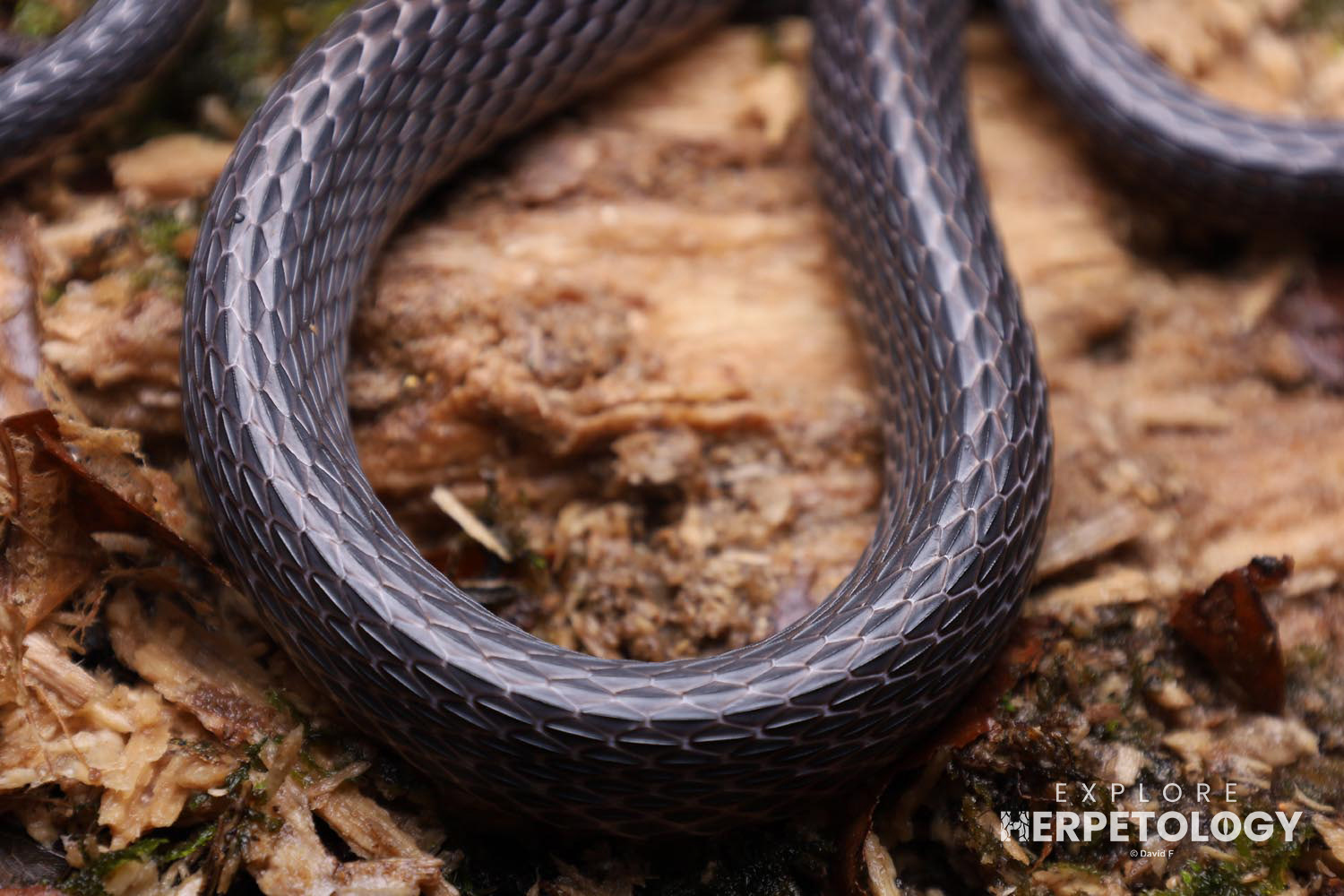 Heavily keeled scales of Lycodon albofuscus
