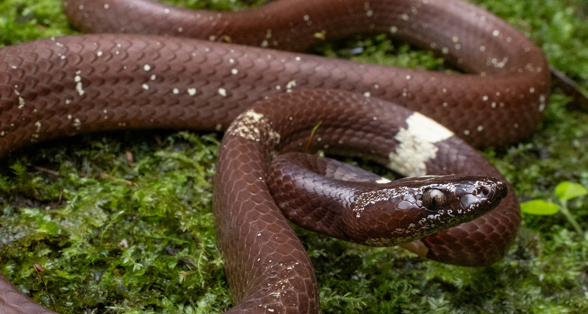 Scarce wolf snake (Lycodon effraenis).