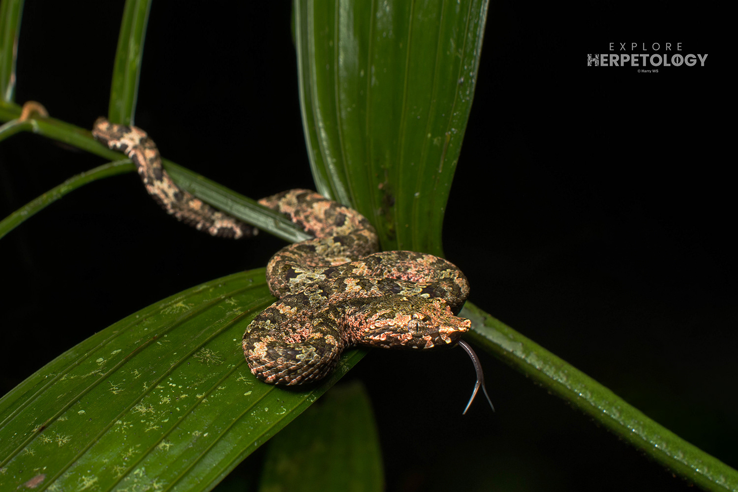 Wirot's pit-viper (Craspedocephalus wiroti) juvenile male