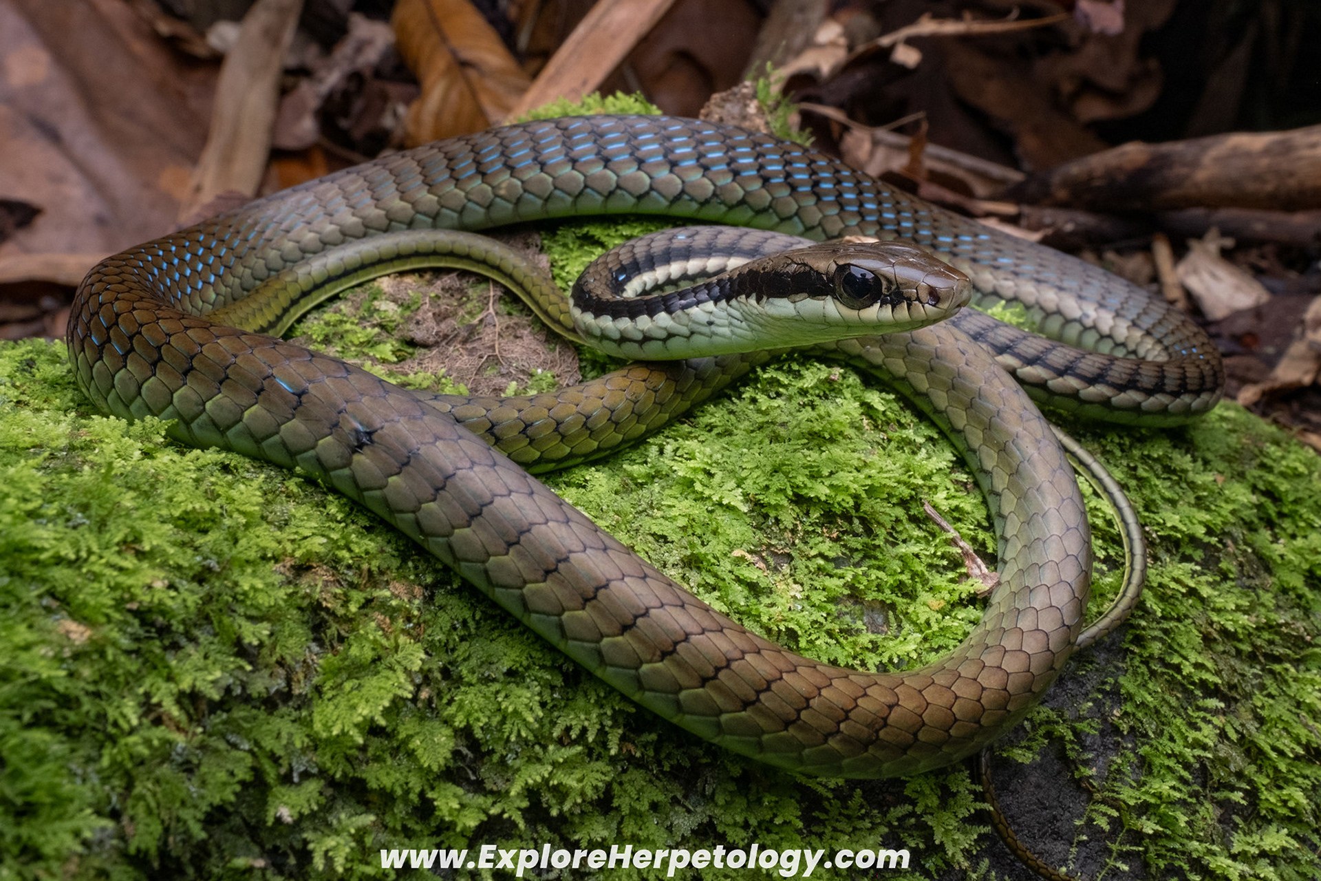Philippine bronzeback (Dendrelaphis philippensis).