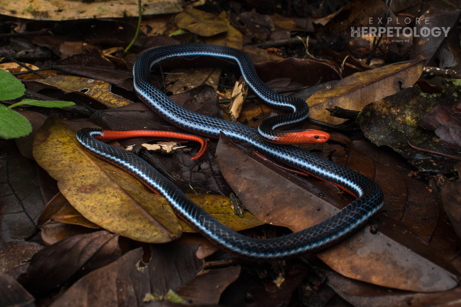 Malaysian blue coral snake (Calliophis bivirgata flaviceps)