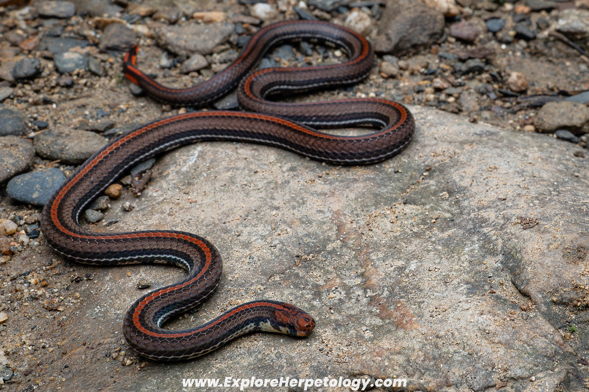 Malayan banded coral snake (Calliophis intestinalis).