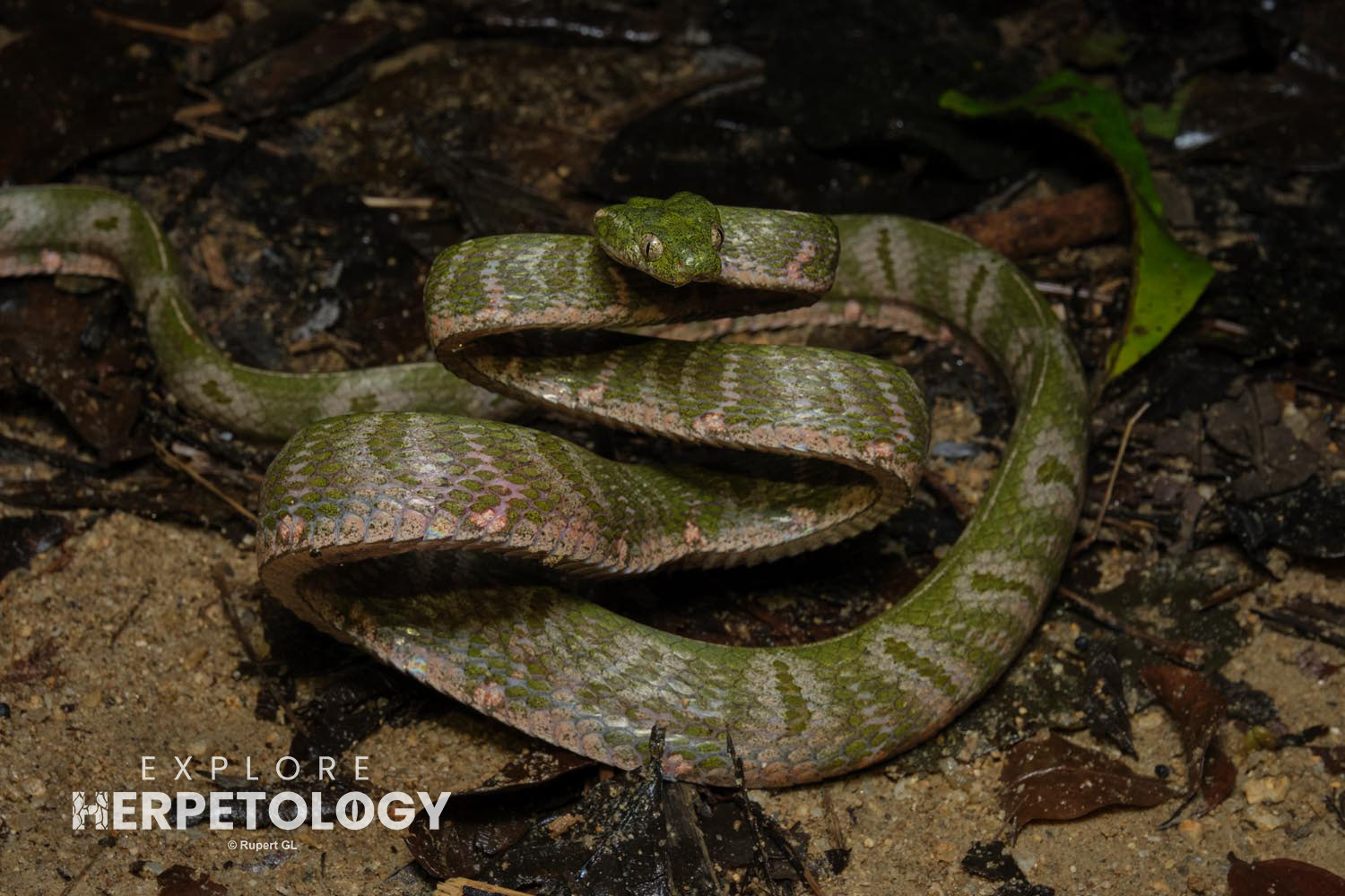 Bengkulu cat snake (Boiga bengkuluensis)