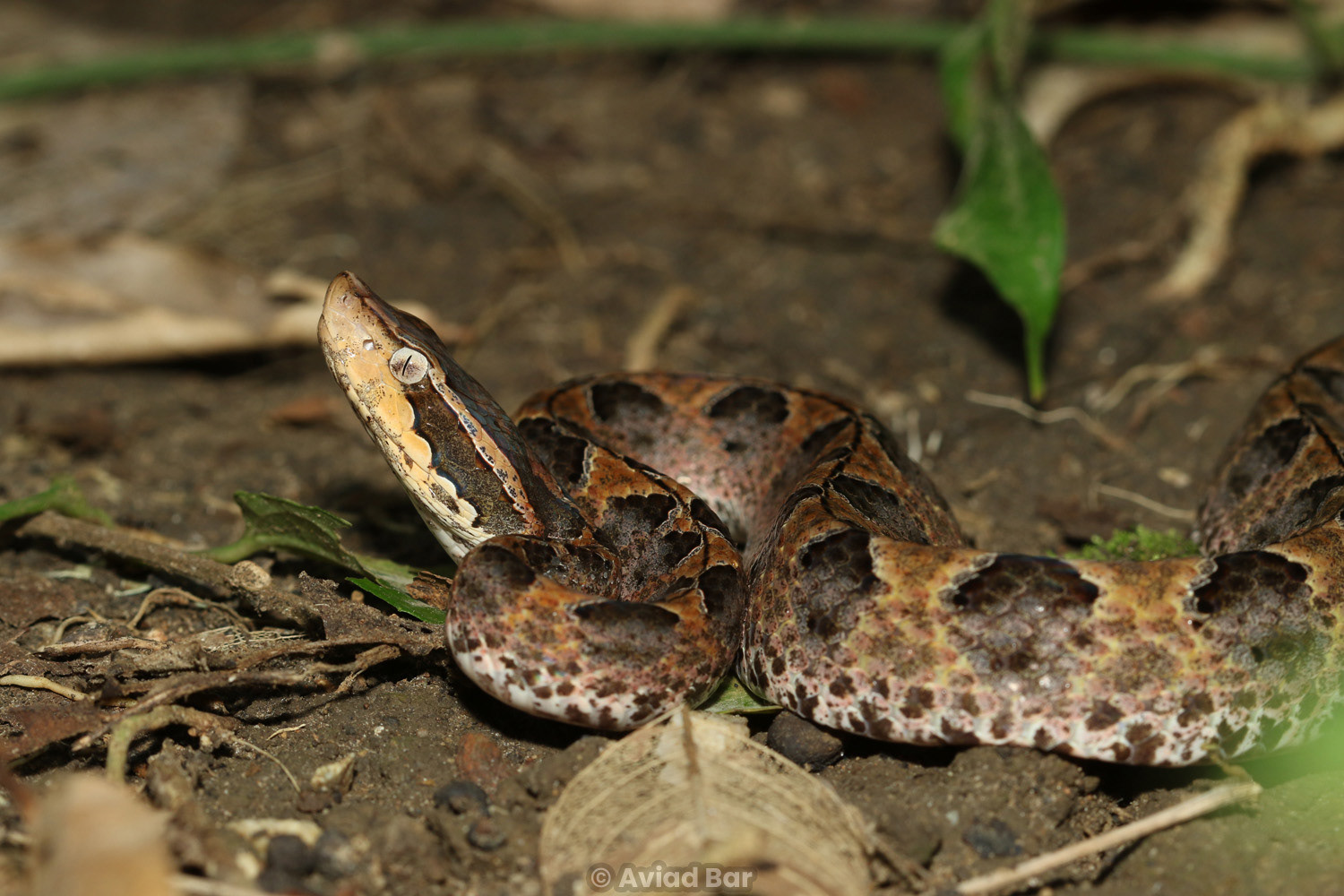Malayan pit viper (Calloselasma rhodostoma).