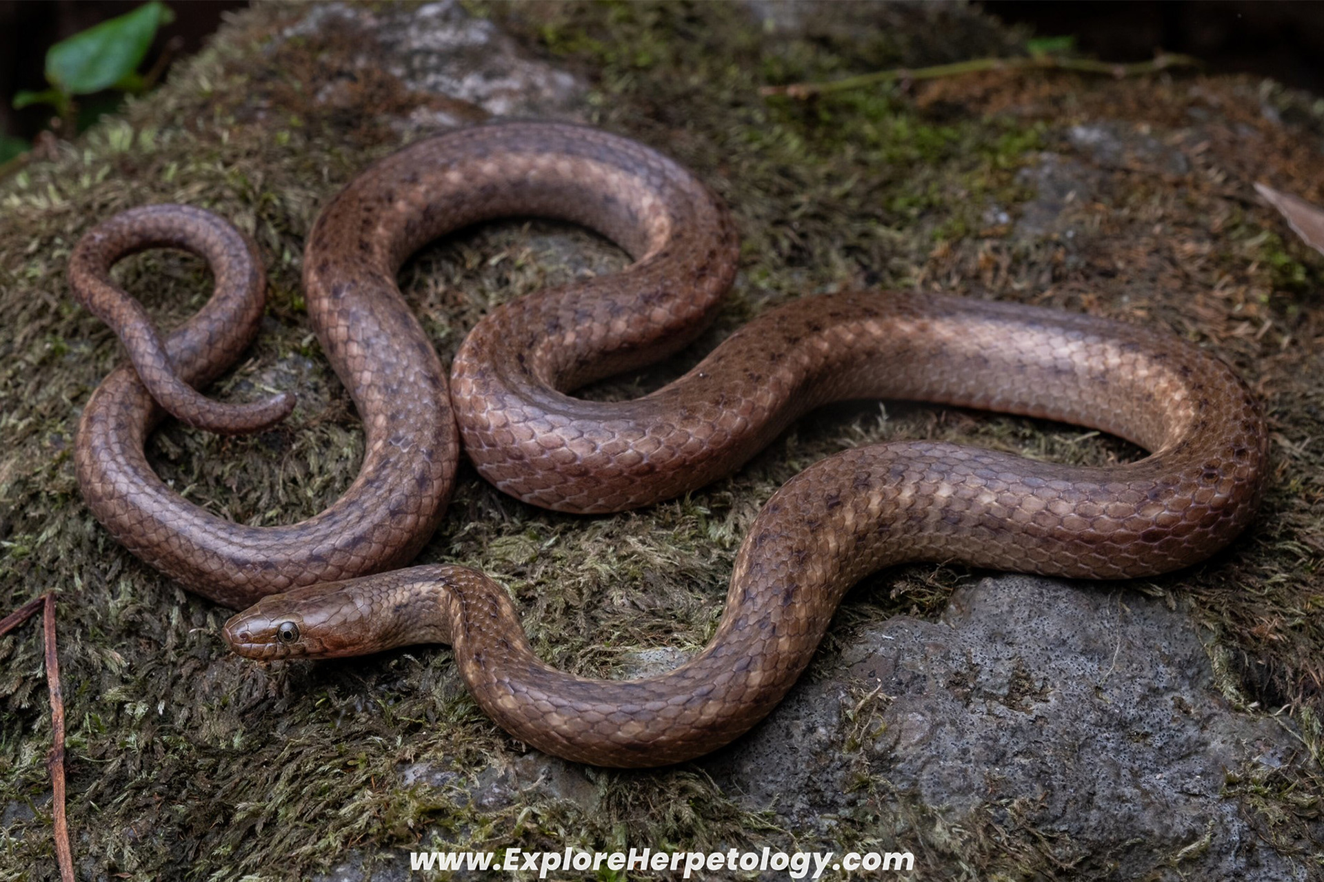 Deschauensee's keelback (Hebius deschauenseei).