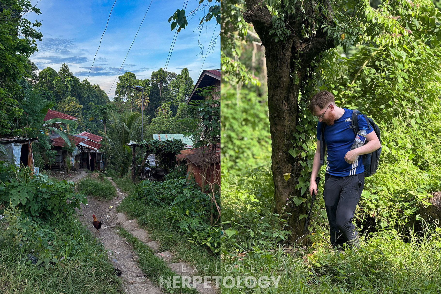 Flipping coconuts in the countryside.