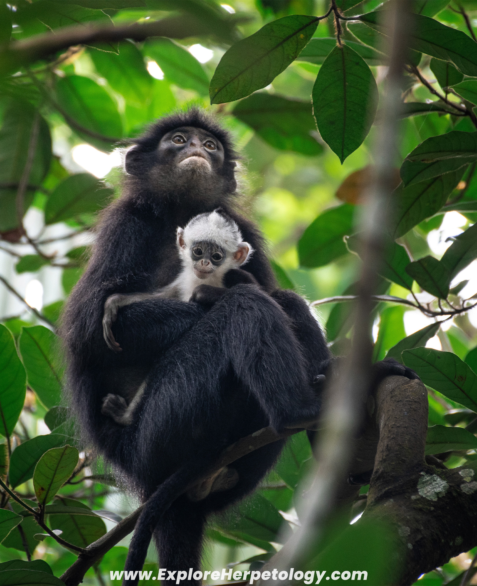Raffles banded langur.