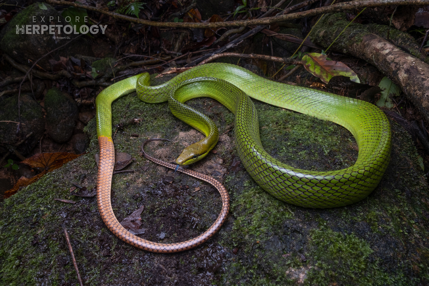Red-tailed racer (Gonyosoma oxycephalum).