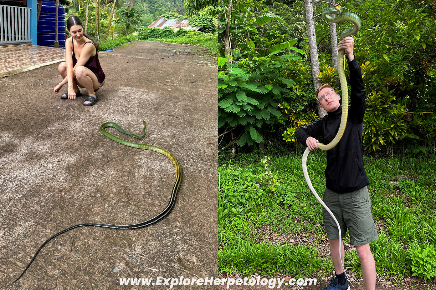 Black-striped green rat snake (Ptyas nigromarginata) - adult