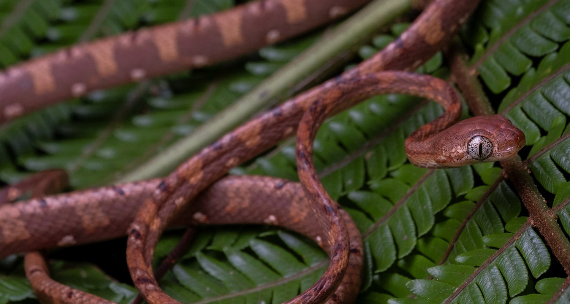 White-spotted cat snake (Boiga drapiezii).
