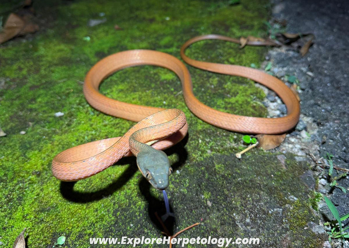 Dark-headed cat snake (Boiga nigriceps).