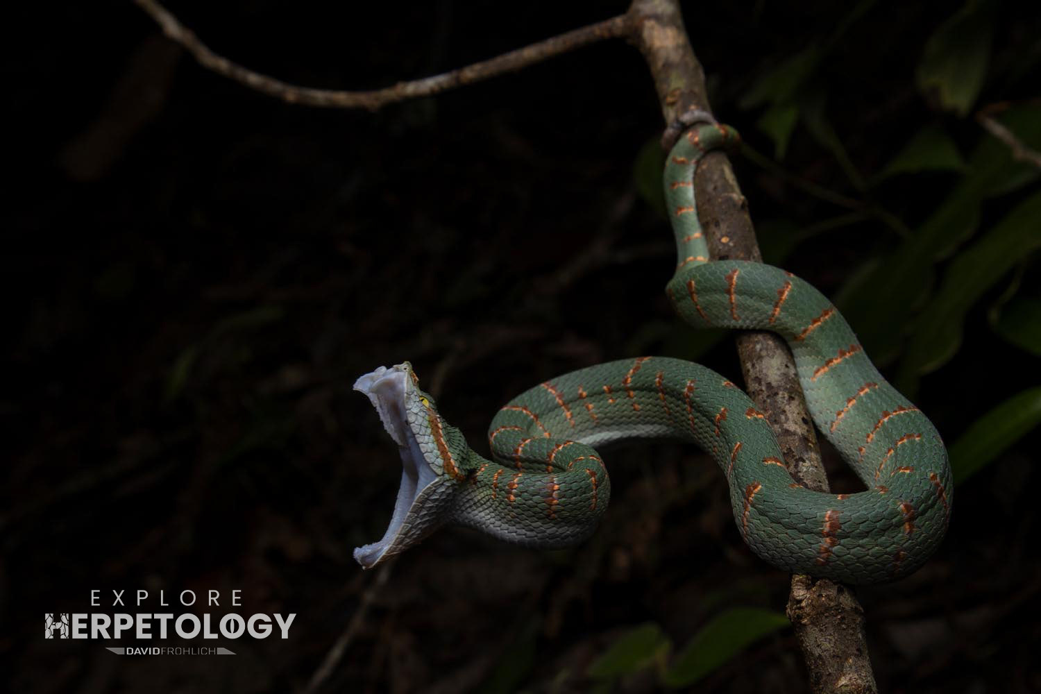 Juvenile female Wagler's pit-viper (Tropidolaemus wagleri)