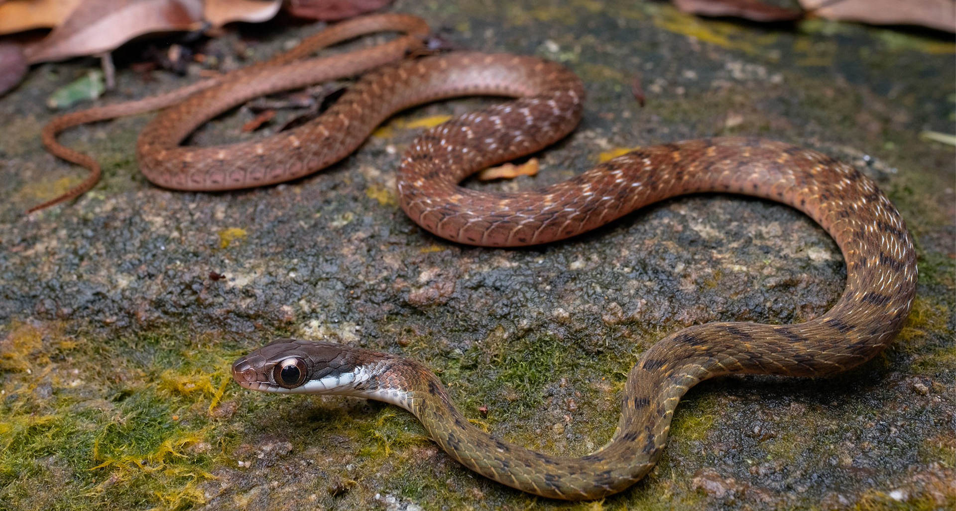 Speckle-bellied keelback (Rhabdophis chrysargos).