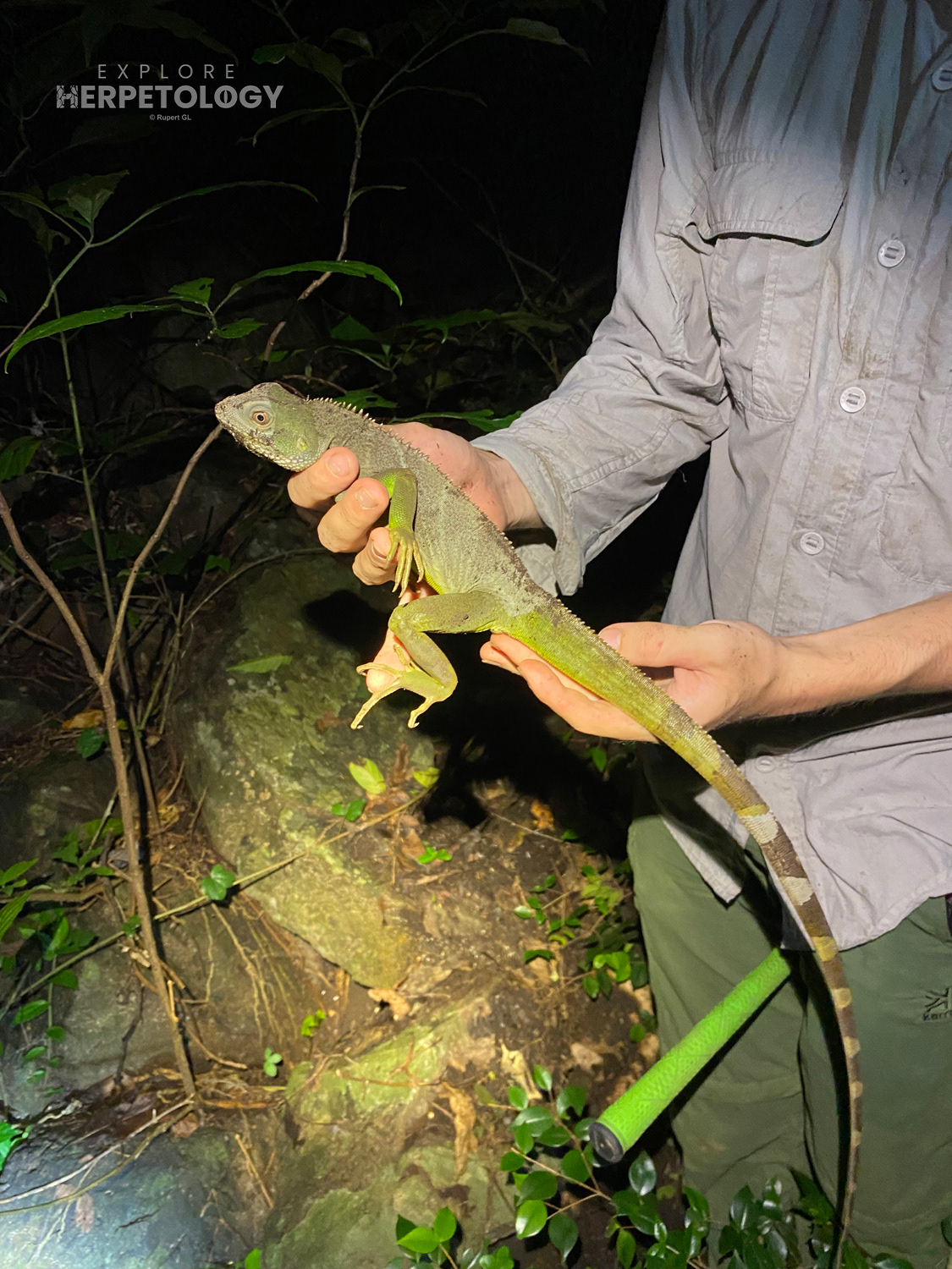 Chinese water dragon (Physignathus cocincinus).