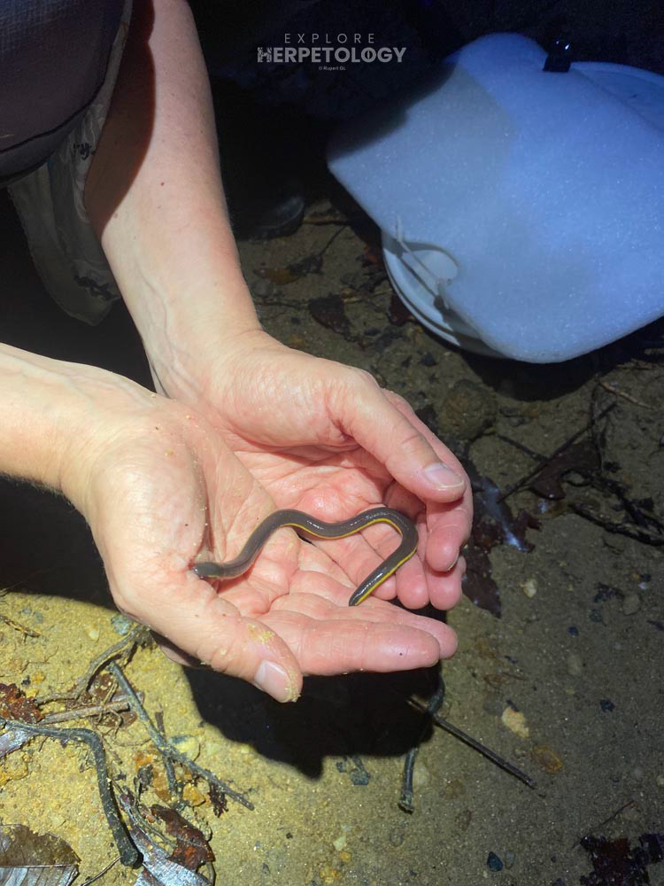 Supachai’s caecilian (Ichthyophis cf. supachaii)