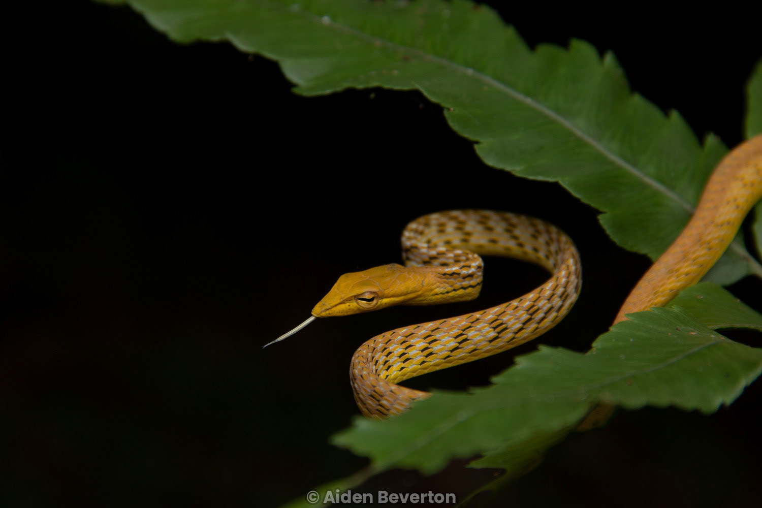 Yellow morph Asian vine snake (Ahaetulla prasina).