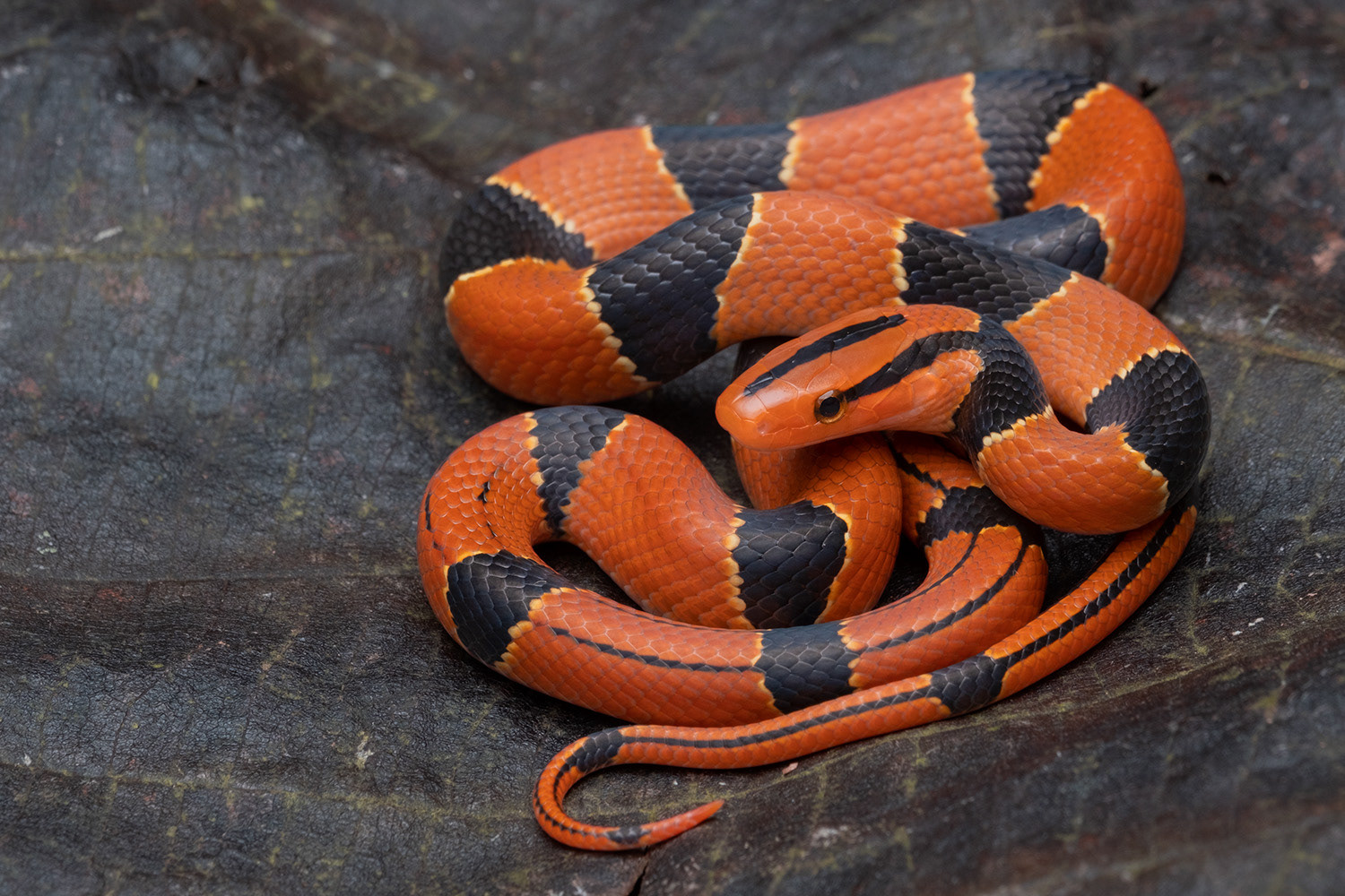 Yunnan red bamboo ratsnake (Oreocryptophis porphyracea pulchra).