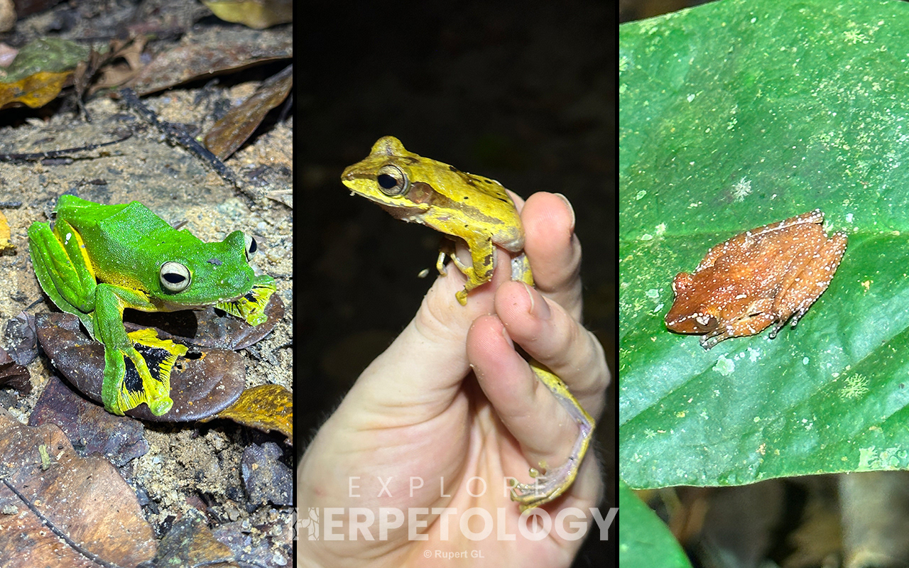 Left to right: Rhacophorus nigropalmatus, Polypedates macrotis, Nyctixalus pictus