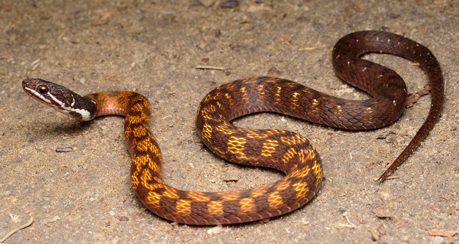 Red-bellied keelback (Rhabdophis conspicillata).