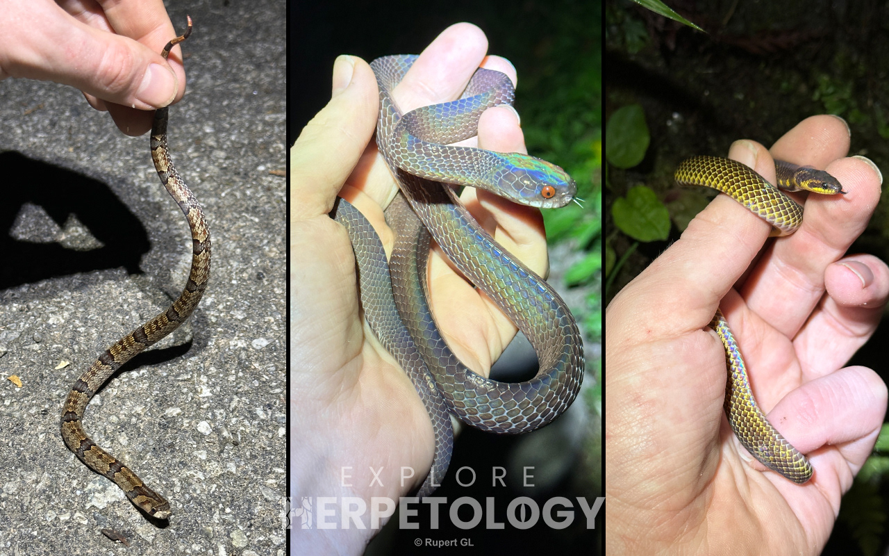Left to right: Oligodon purpurascens, Asthenodipsas lasgalenensis, Macrocalamus schulzi