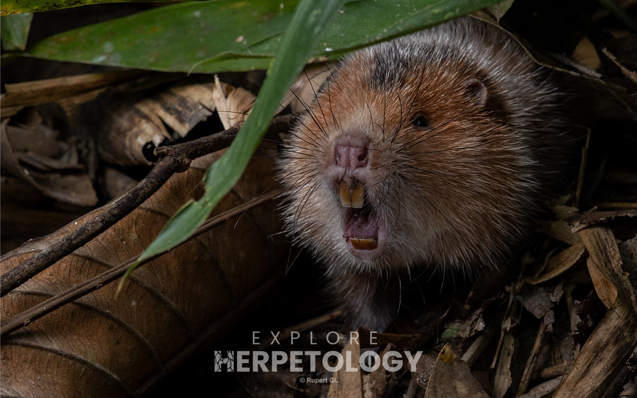 Bamboo rat
