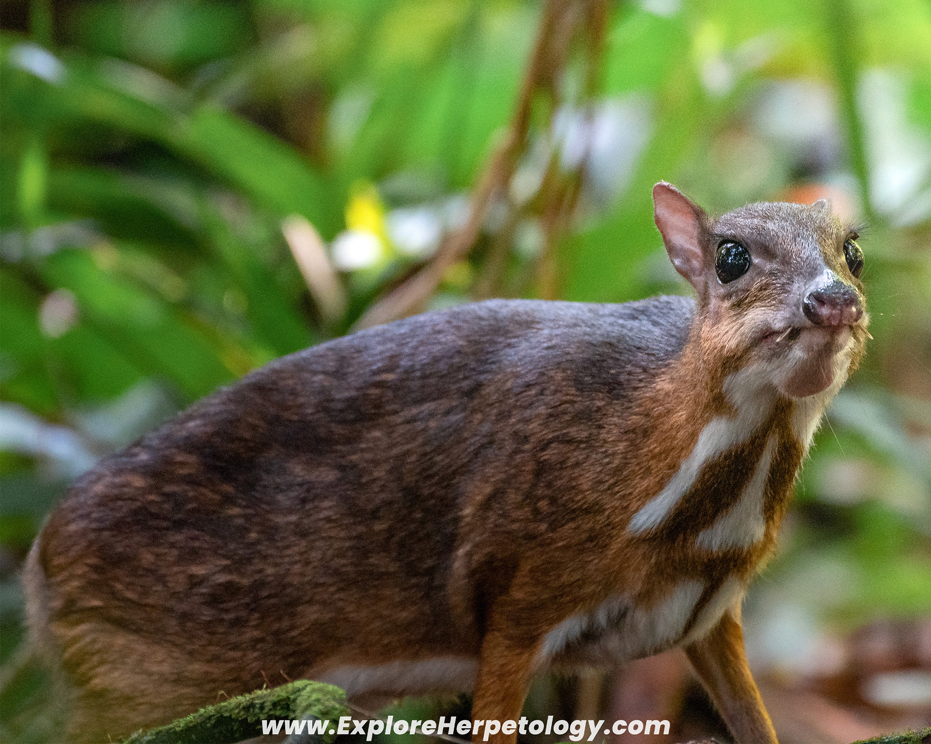 Lesser mouse deer.