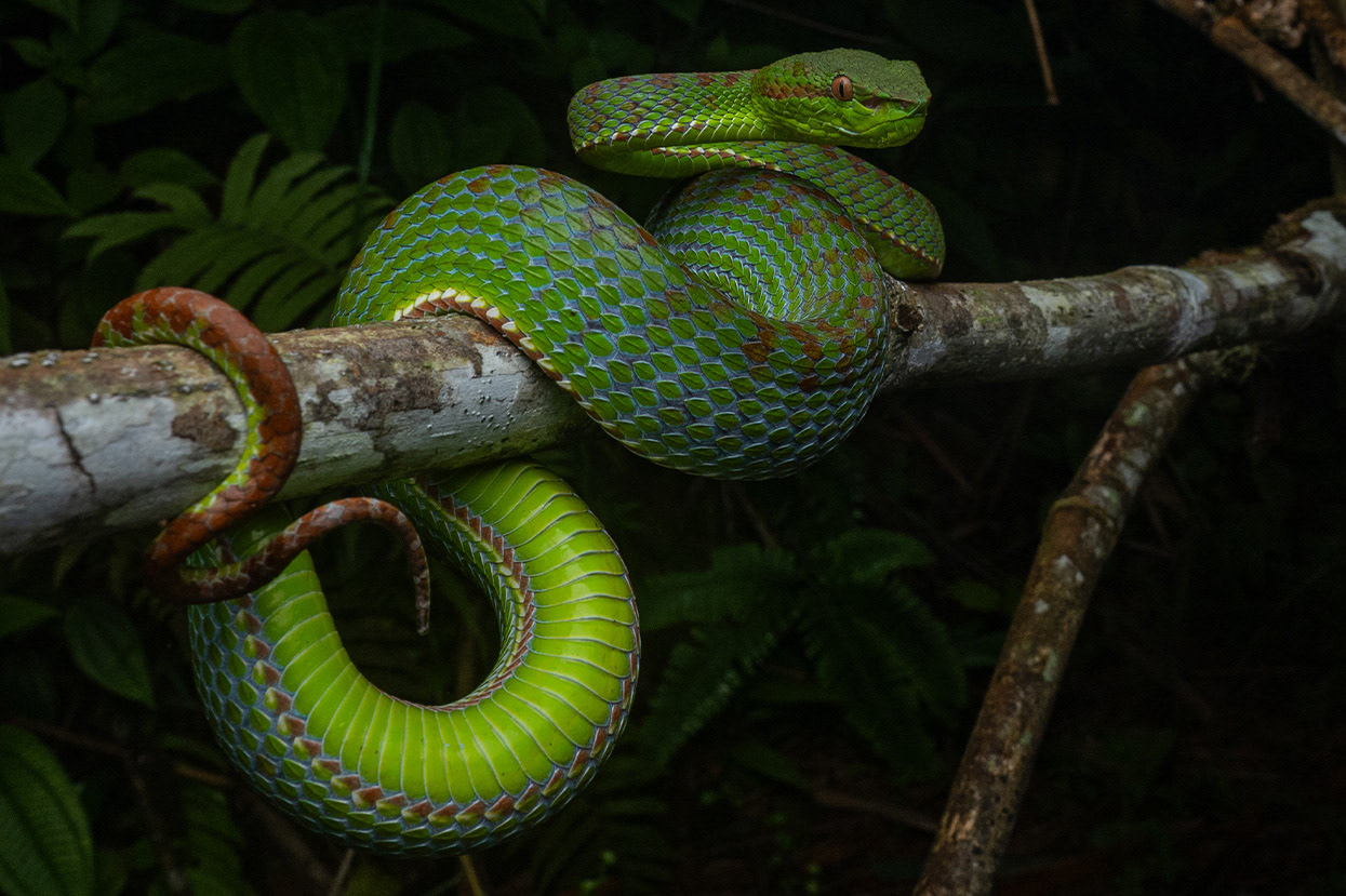 Phuket pit viper (Trimeresurus phuketensis)
