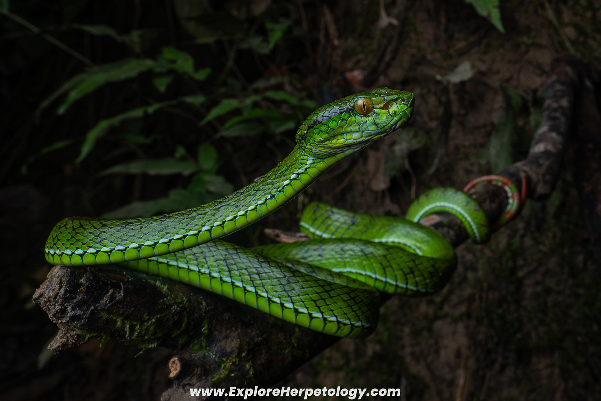 Adult male Siberut pit viper (Trimeresurus whitteni).