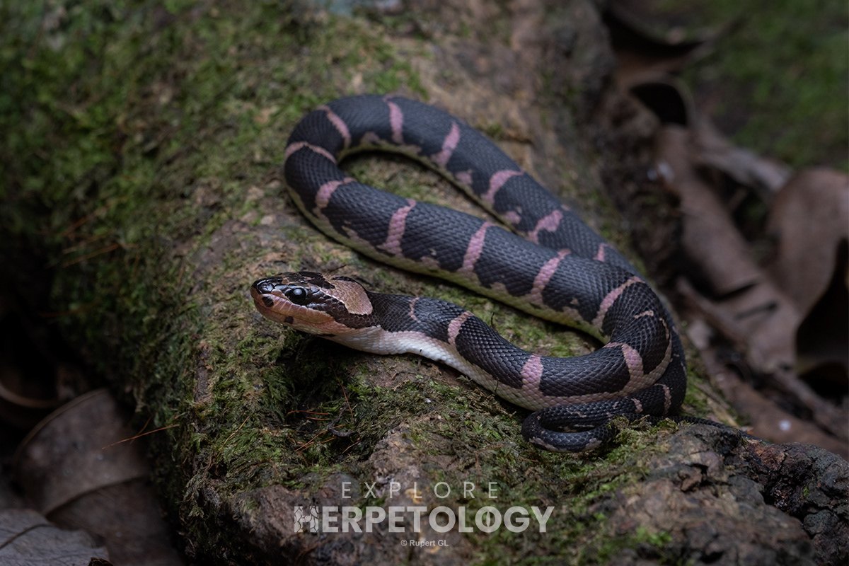 Puff-faced water snake (Homalopsis buccata).