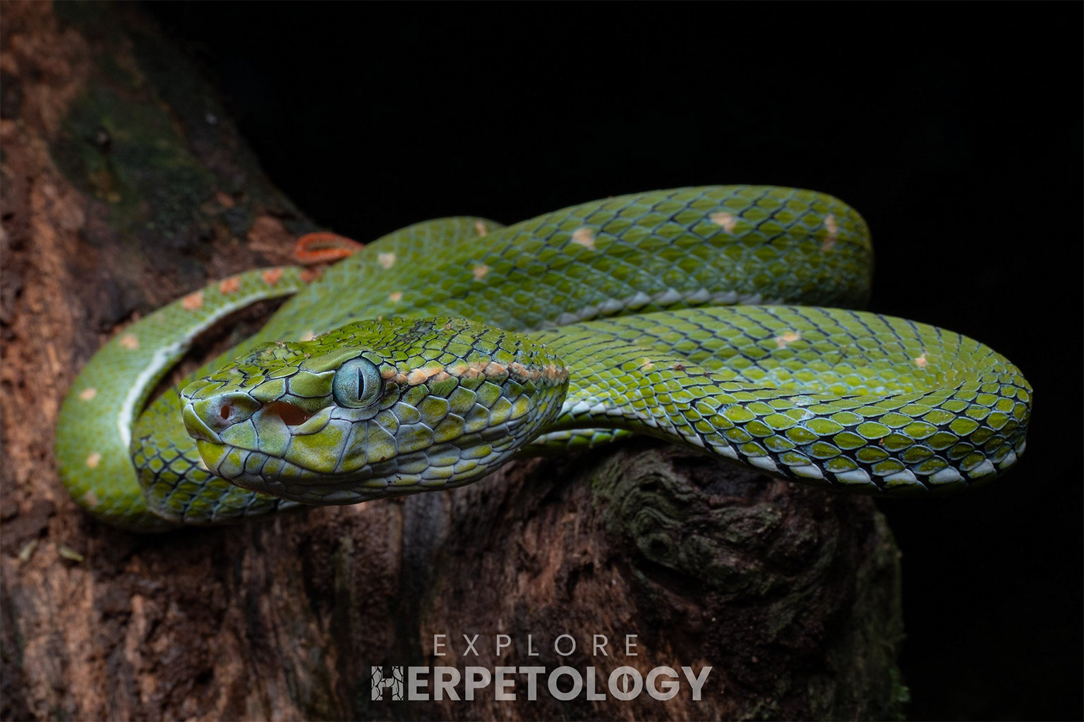 Adult female Hagen's pit viper (Trimeresurus hageni).