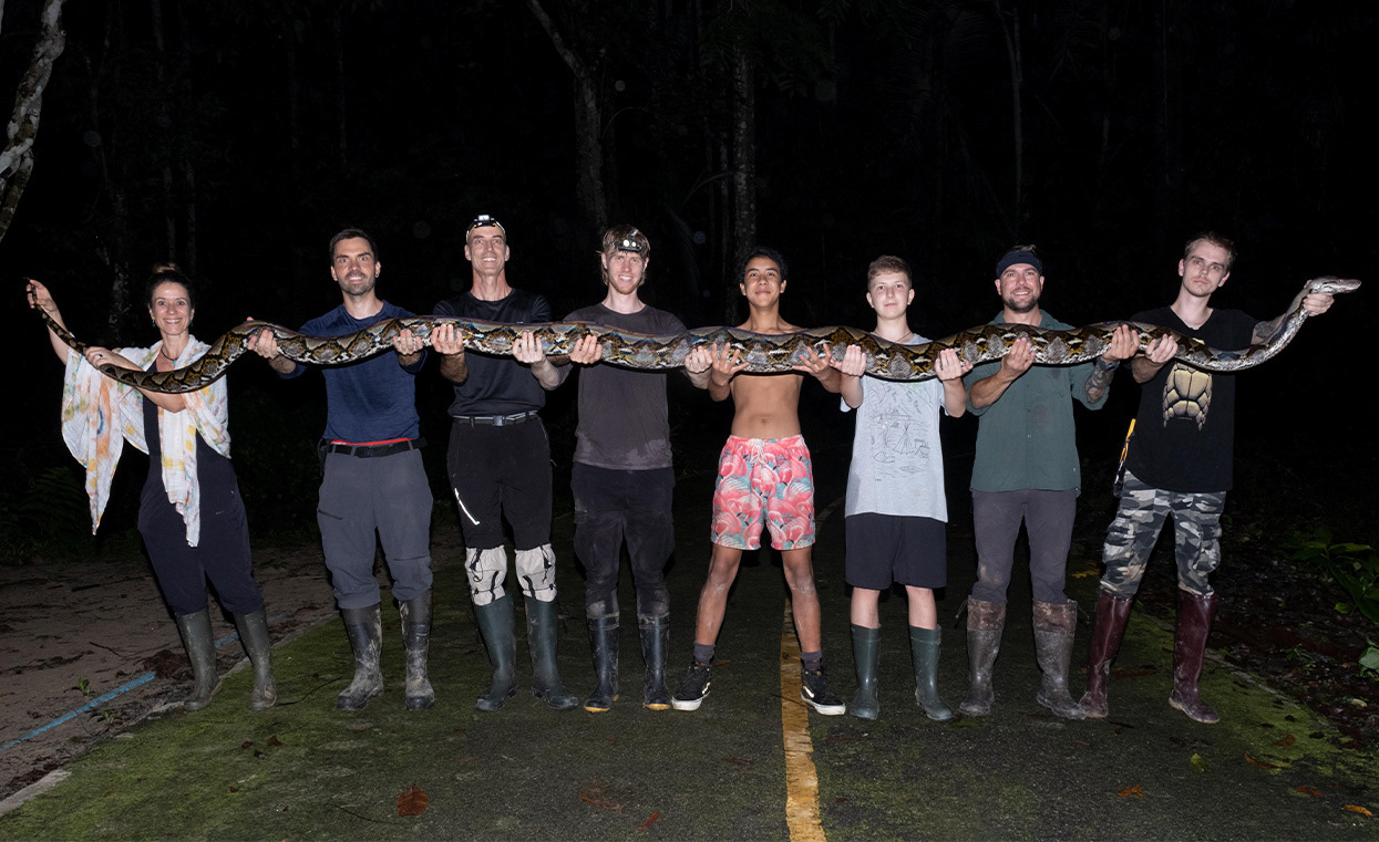 reticulated python (Malayopython reticulatus).