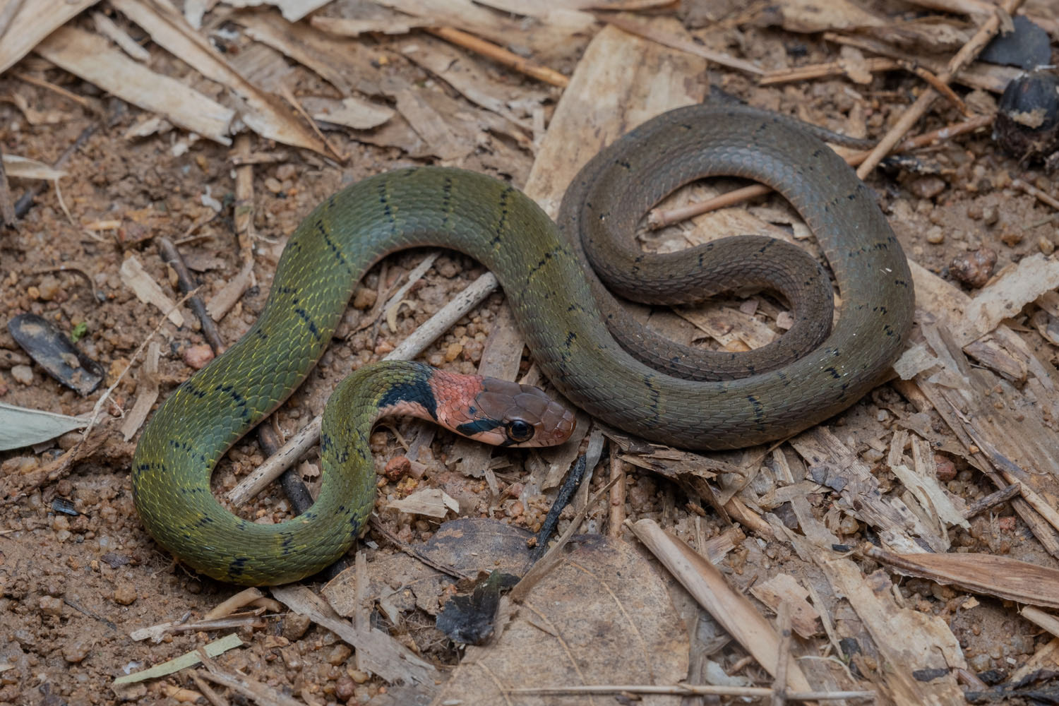Black-barred keelback (Rhabdophis nigrocinctus)