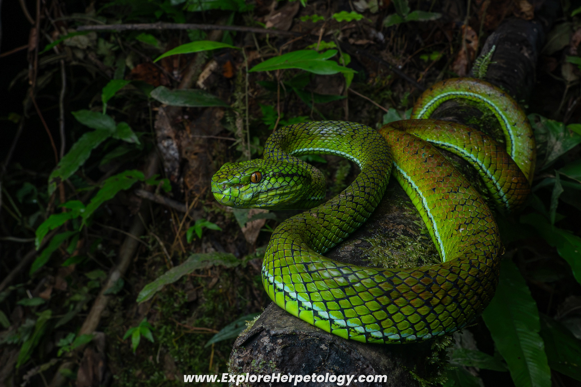 Adult female Siberut pit viper (Trimeresurus whitteni).