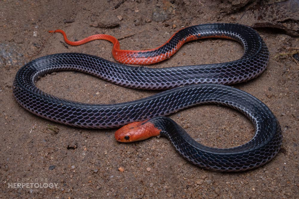 Red-headed krait (Bungarus flaviceps)
