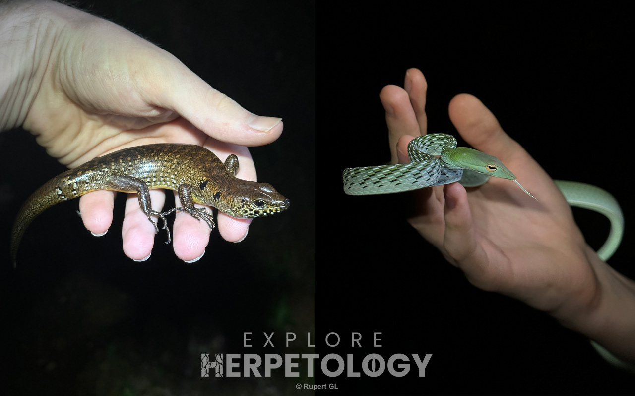 Left: Sphenomorphis praesignis. Right: Ahaetulla prasina