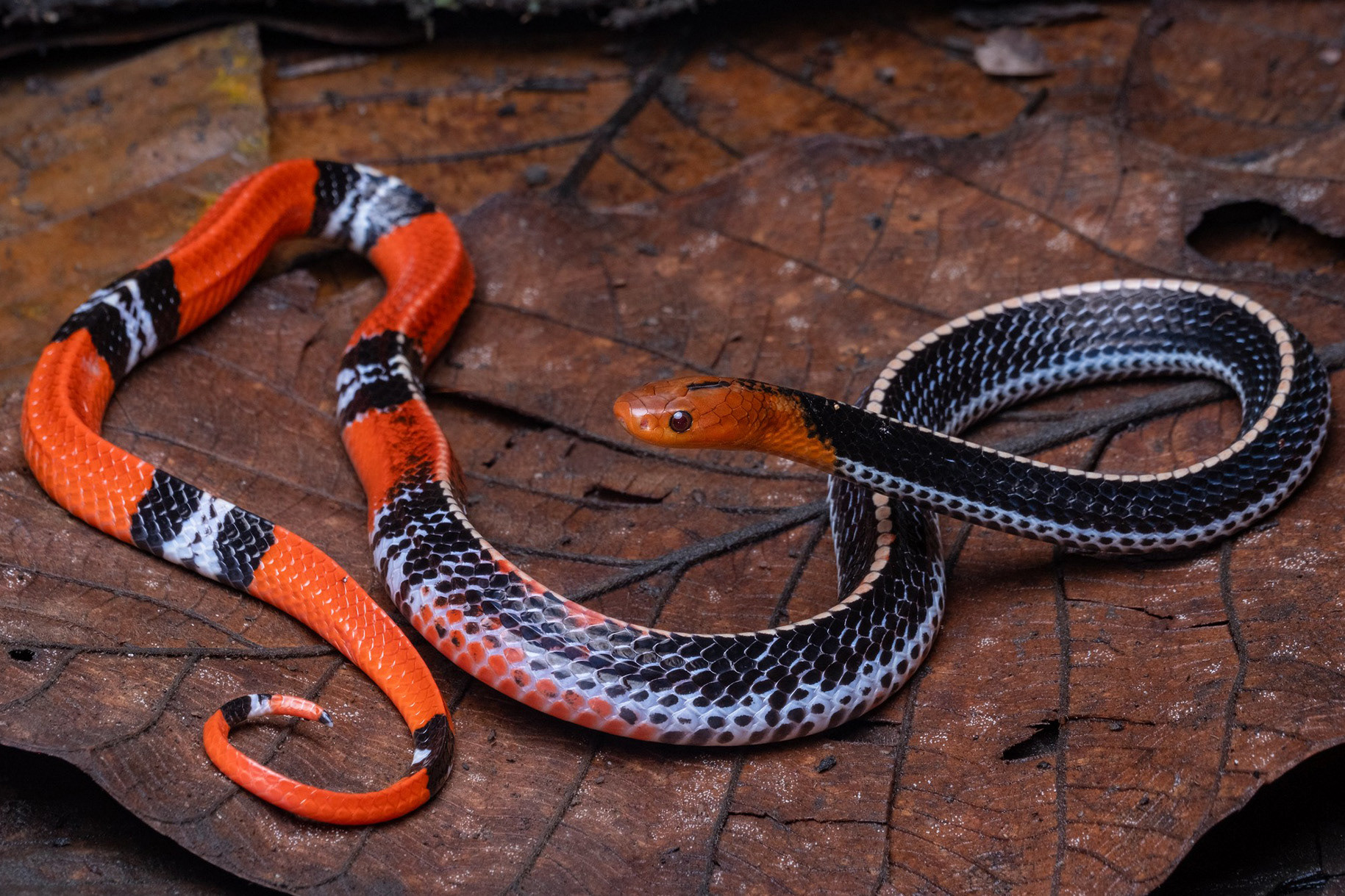 Kinabalu krait (Bungarus f. baluensis).