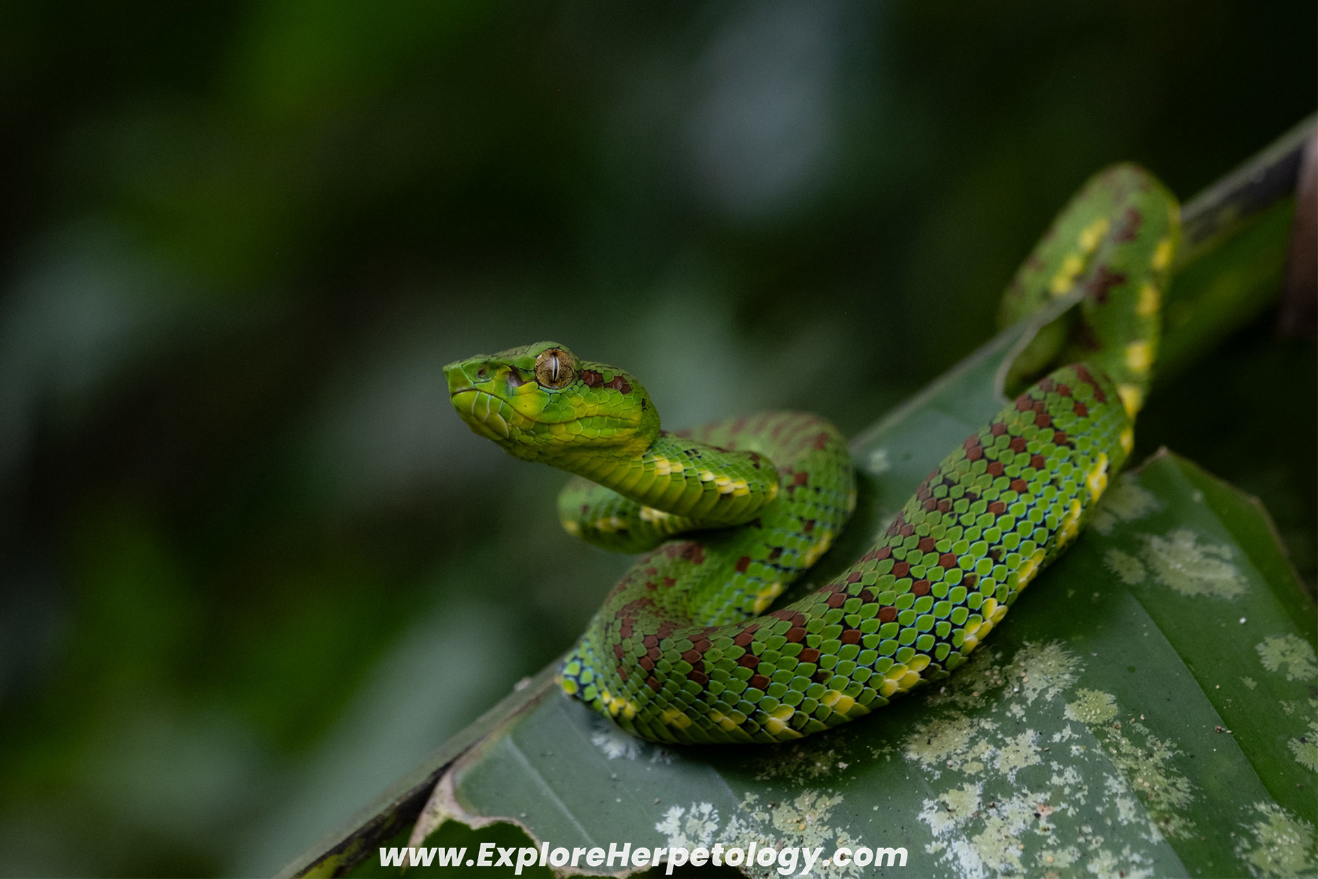 Juvenile female Mindanao/Philippine pit viper (Trimeresurus cf. flavomaculatus).