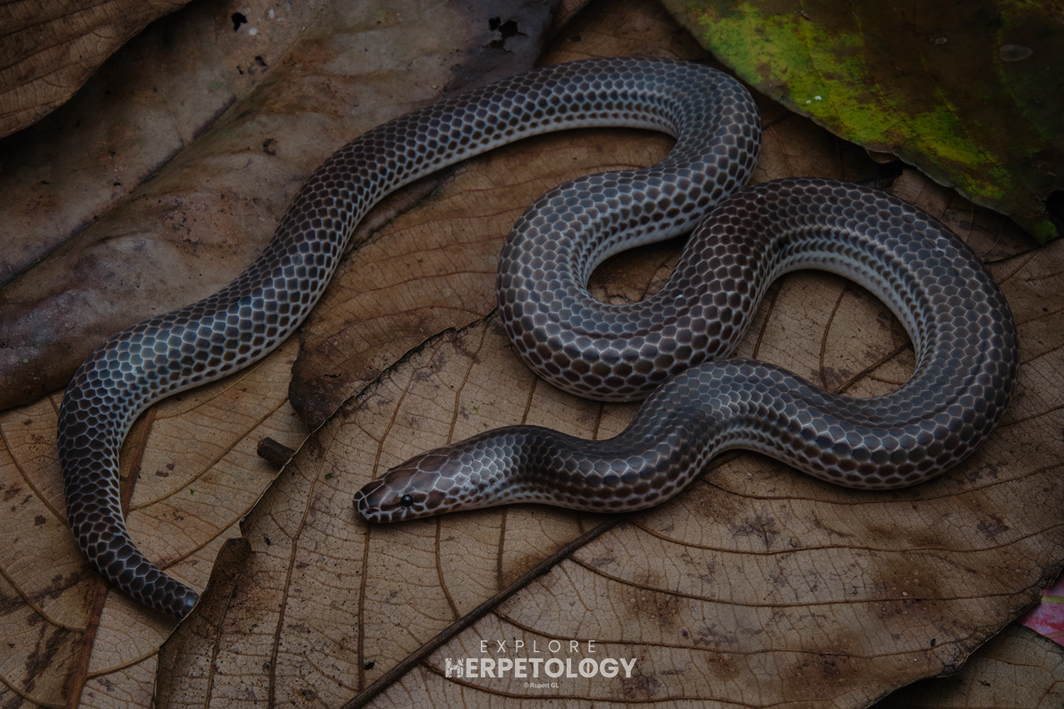 Sunbeam snake (Xenopeltis unicolor)