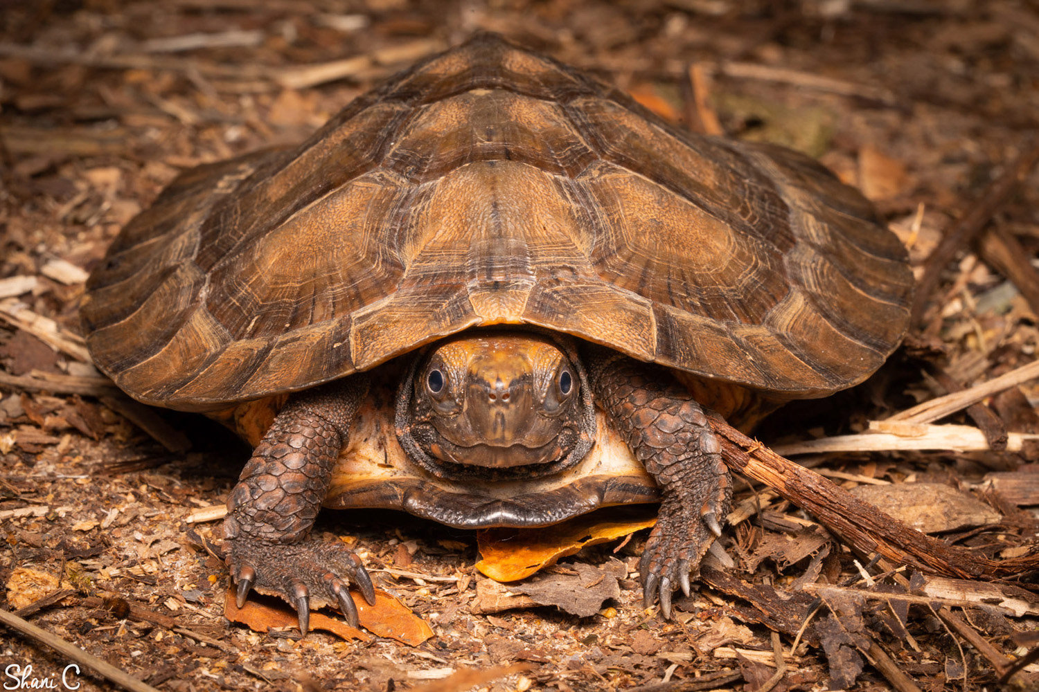 Asian leaf turtle (Cylcemys dentata).