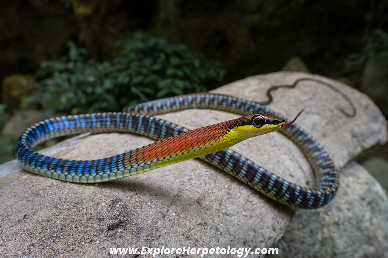 Kopstein's bronzeback (Dendrelaphis kopsteini).