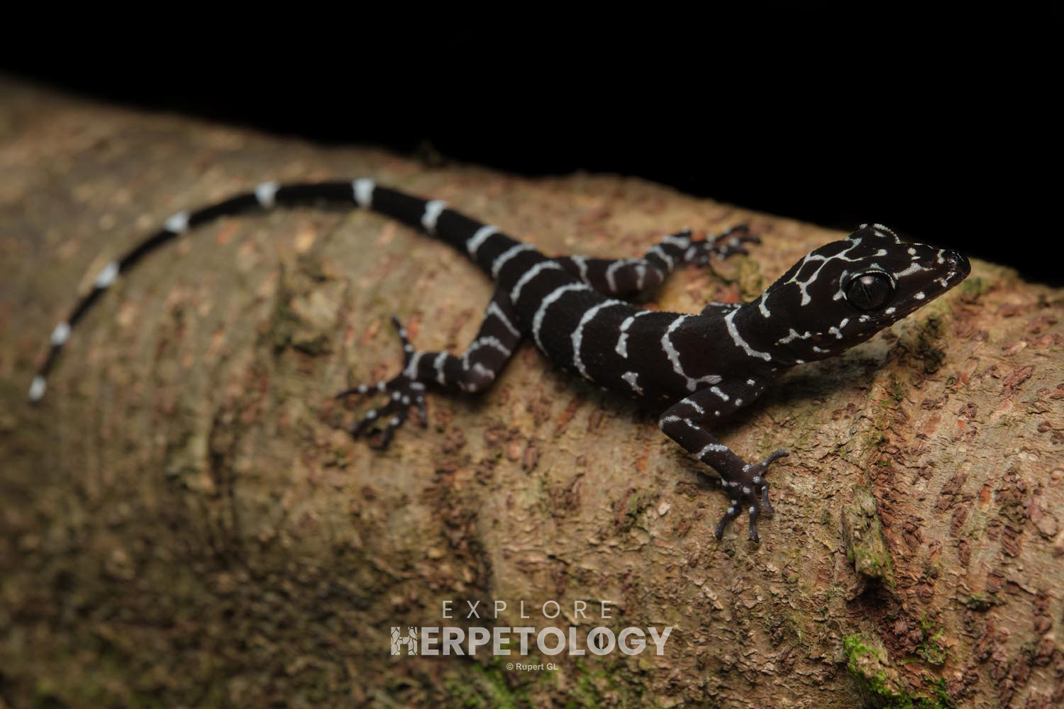 Peter's bent-toed gecko (Cyrtodactylus consobrinus)