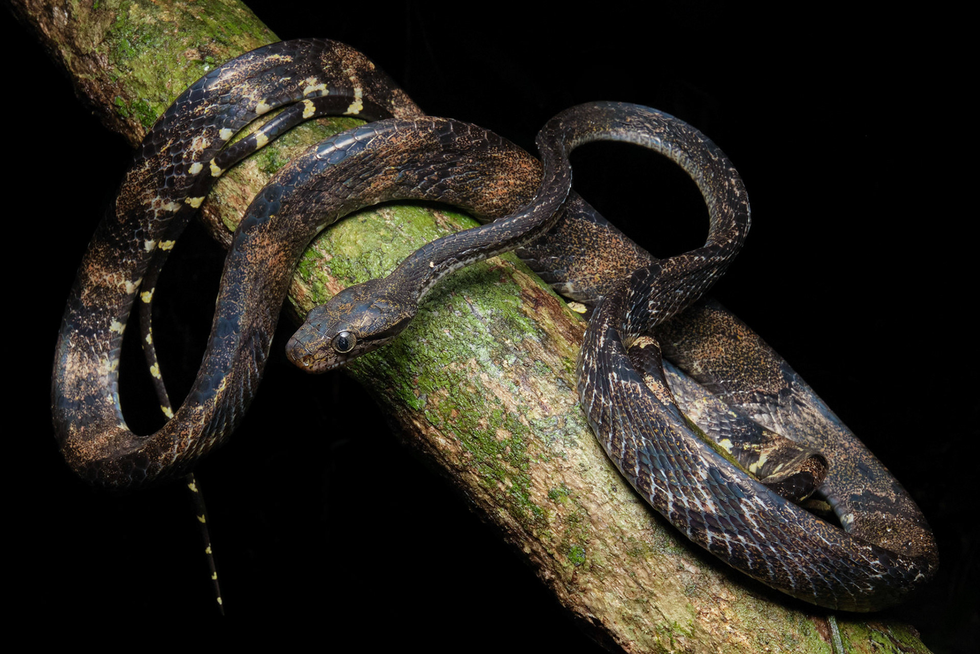 Dog-toothed cat snake (Boiga cynodon)